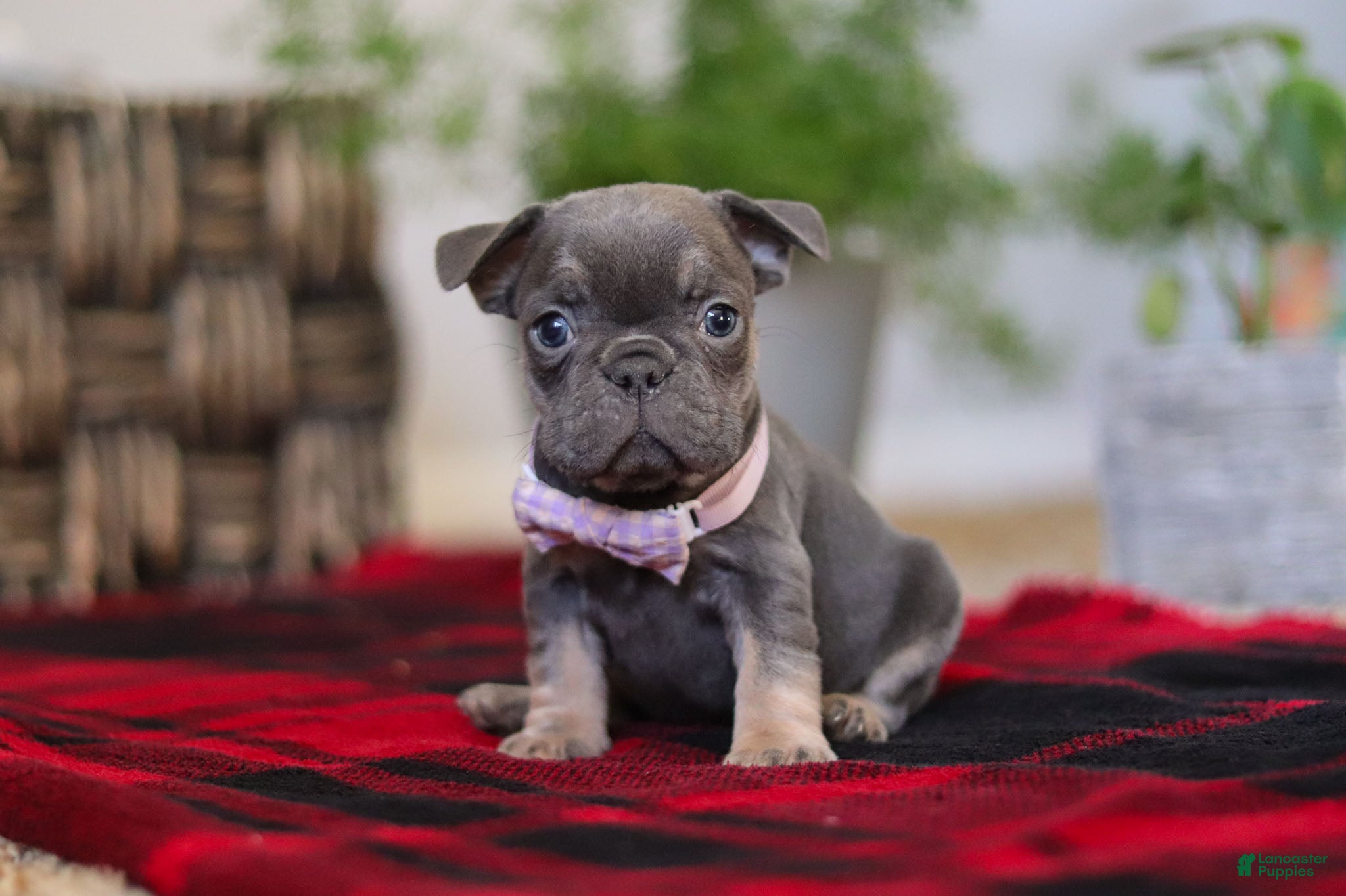 Frenchton dogs Lilac - Ad 19