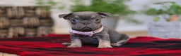 Frenchton dogs for sale: Lilac - Ad 1