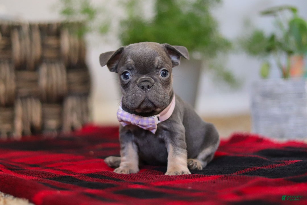 Frenchton dogs for sale: Lilac - Ad 1