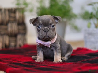 Frenchton dogs Lilac - Ad 23