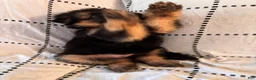 German Shepherd dogs for sale: Maple (Orange Collar) - Ad 5