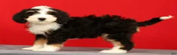 Mini Bernedoodle dogs for sale: Oscar - Ad 3