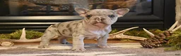 French Bulldog dogs for sale: Dixie - Ad 1