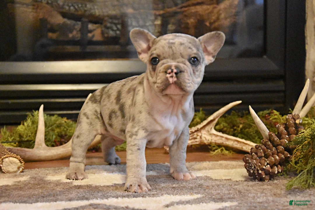 French Bulldog dogs for sale: Dixie - Ad 1