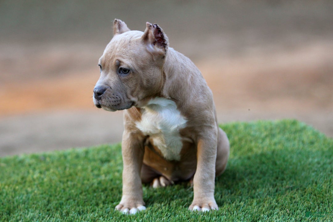 American Bully dogs for sale: Fawn Female - Ad 4