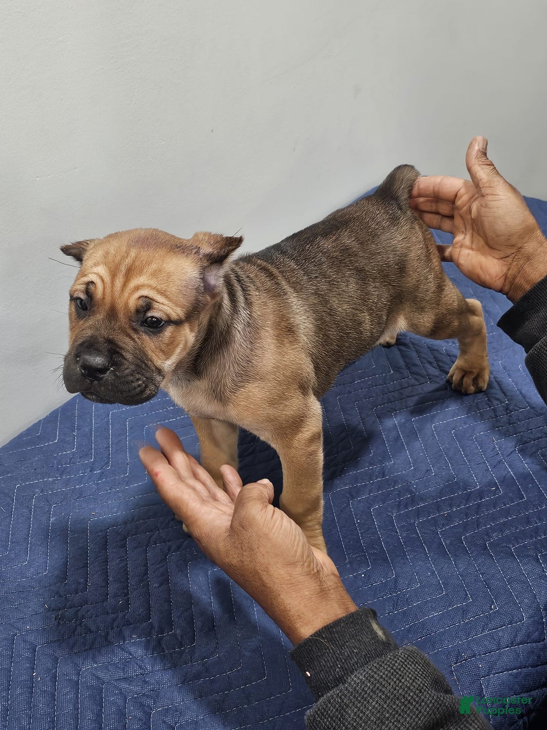 Cane Corso dogs for sale: BELLA - Ad 7