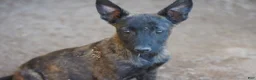 Dutch Shepherd dogs for sale: Dutchie Girl - Ad 8