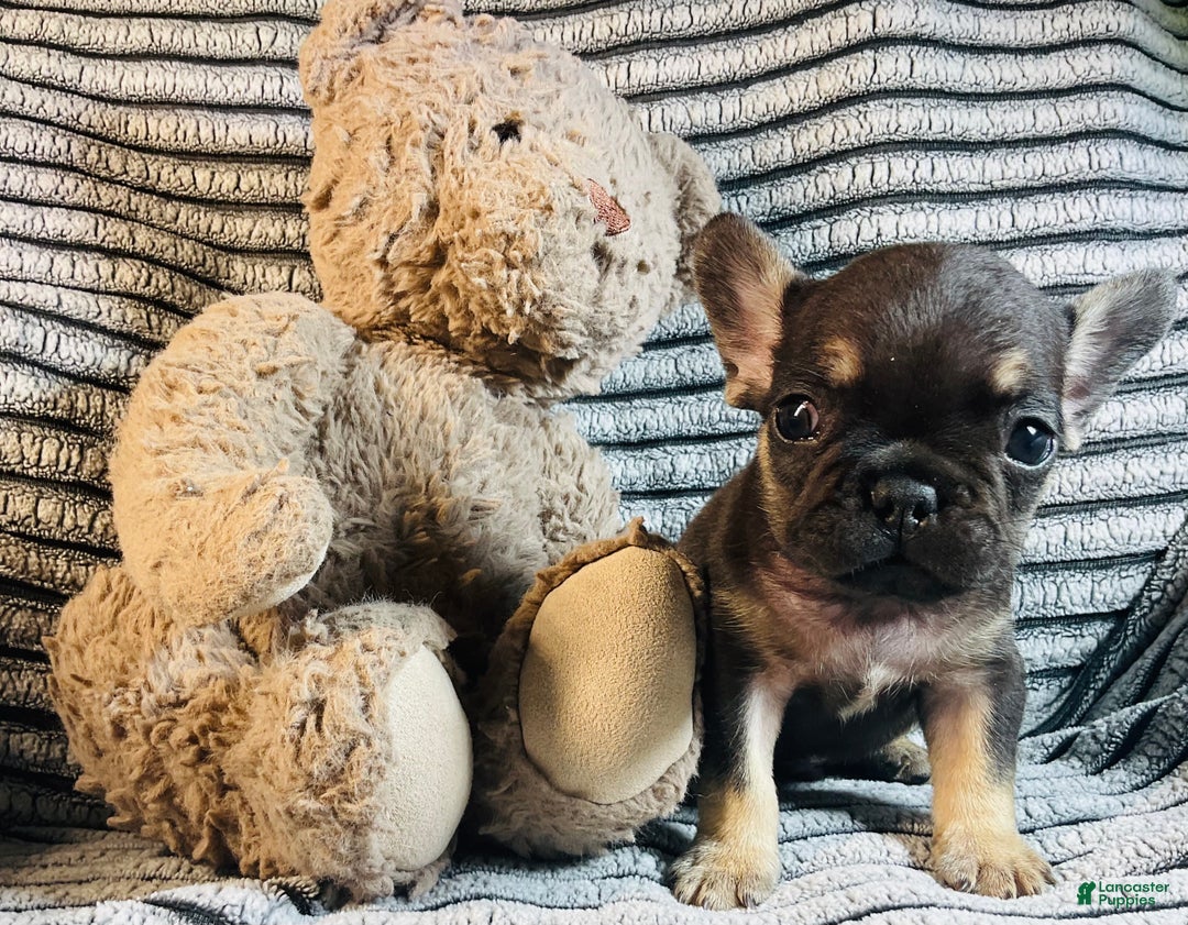 French Bulldog dogs for sale: Theo  - Ad 11