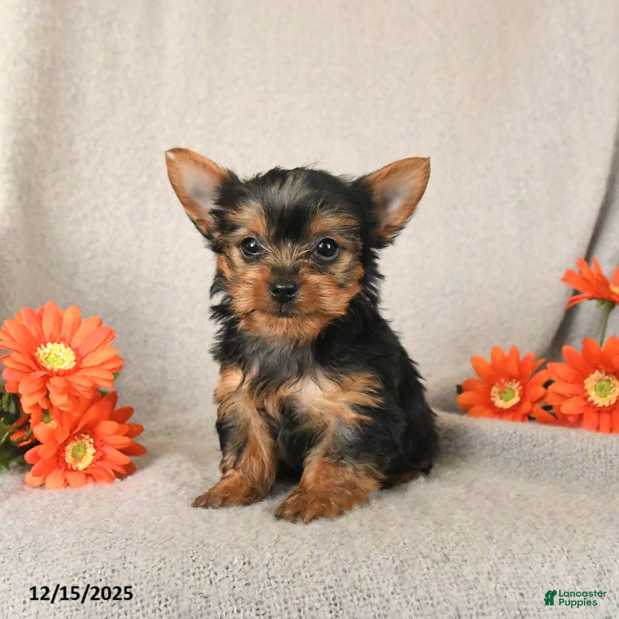 Yorkshire Terrier dogs Rain - Ad 32