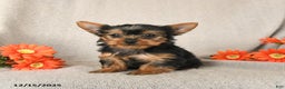 Yorkshire Terrier dogs for sale: Rain - Ad 1