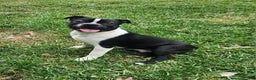 Boston Terrier dogs for sale: Cocoa  - Ad 3