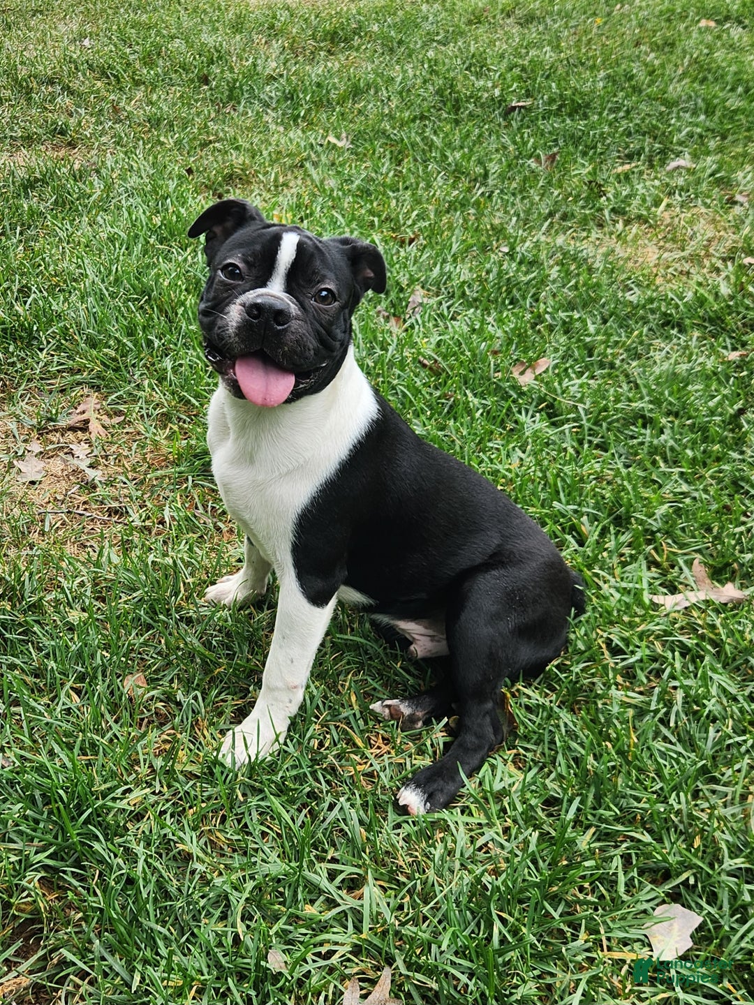Boston Terrier dogs for sale: Cocoa  - Ad 3