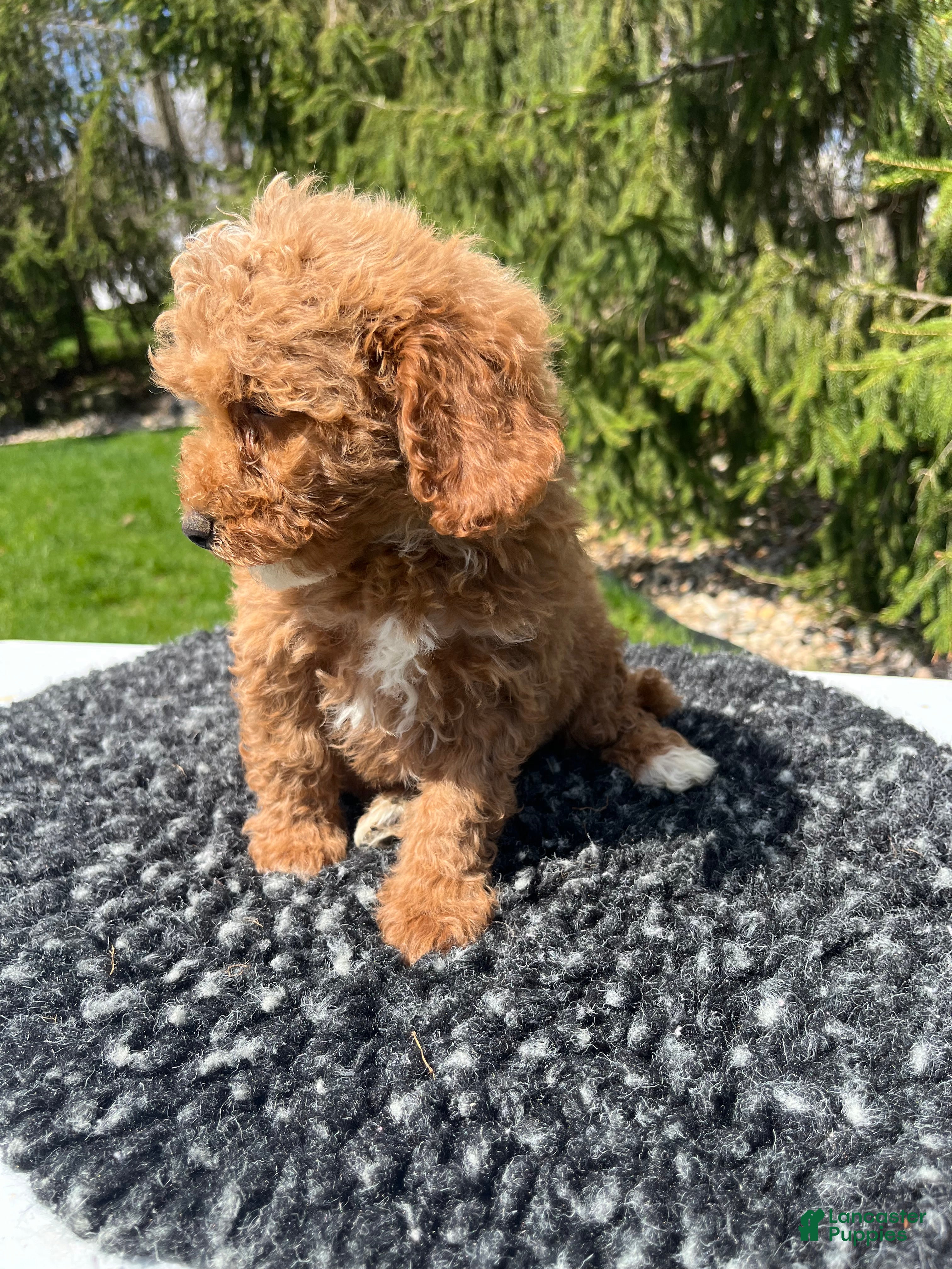Mini Goldendoodle dogs Duke - Ad 2
