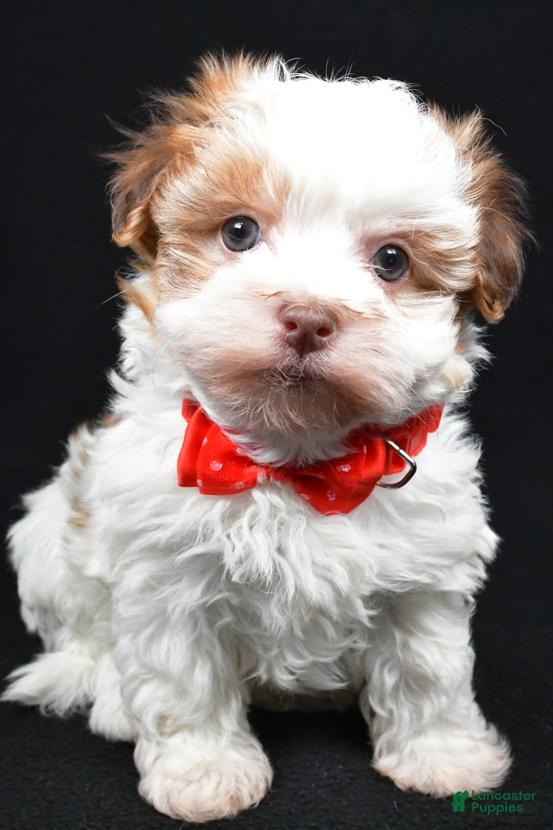 Havanese dogs for sale: Loran - Ad 9