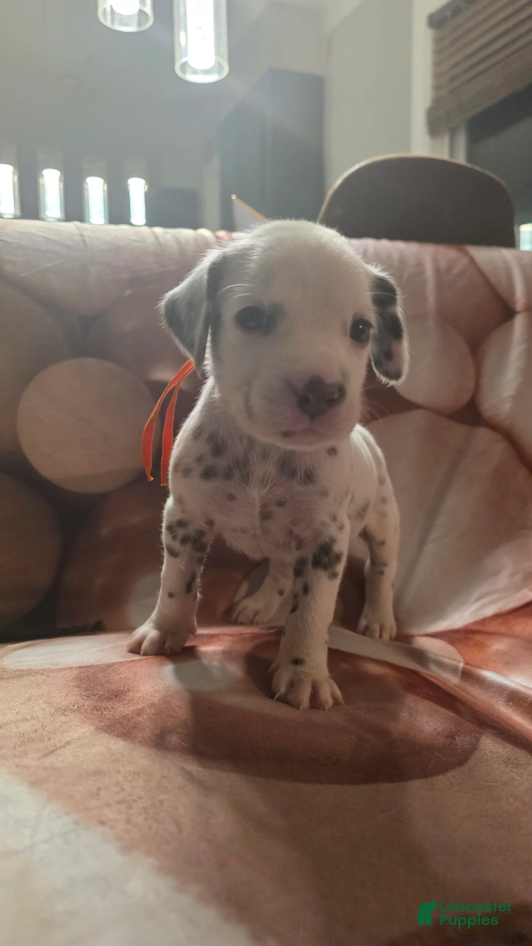 Dalmatian dogs for sale: Duke - Ad 4