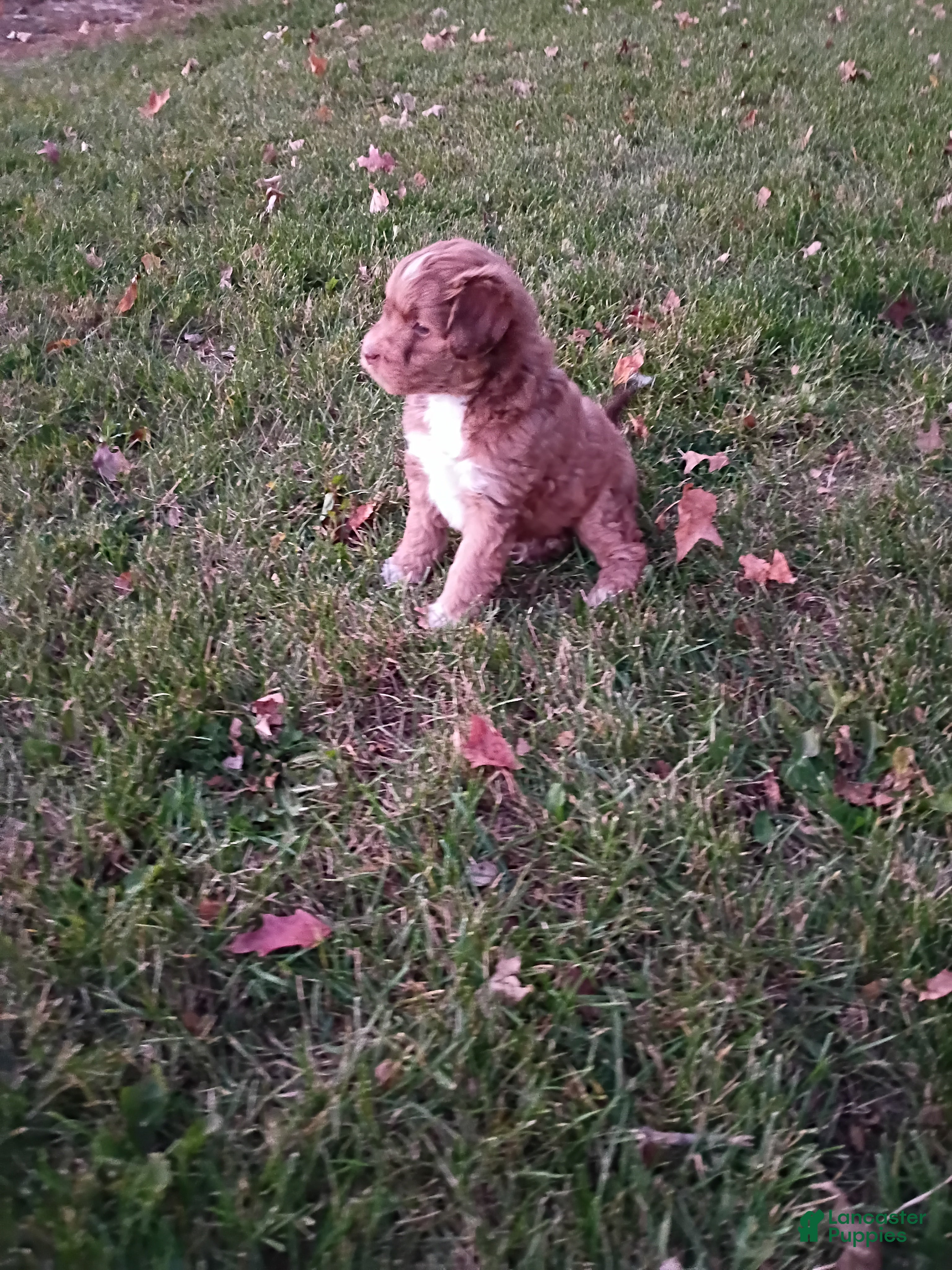 Mini Aussiedoodle dogs Mocha  - Ad 2