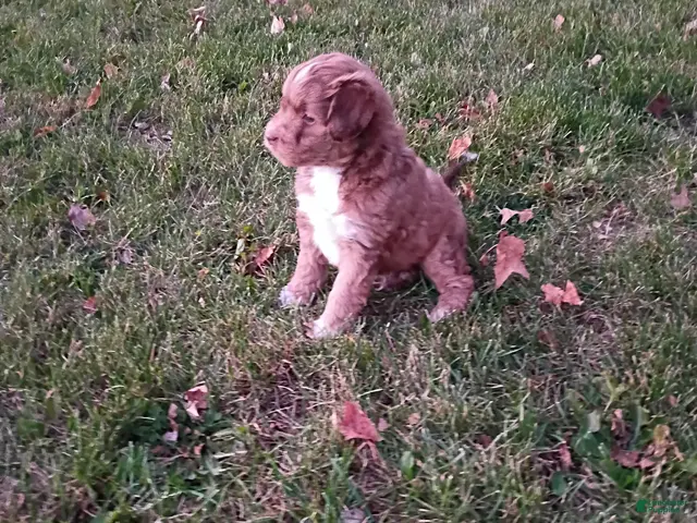Mini Aussiedoodle dogs for sale: Mocha - Ad 2