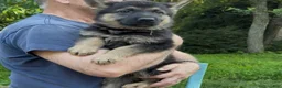 German Shepherd dogs for sale: URSULA - Ad 5