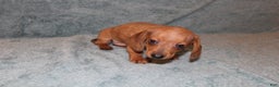 Miniature Dachshund dogs for sale: HAZEL MINI  - Ad 13