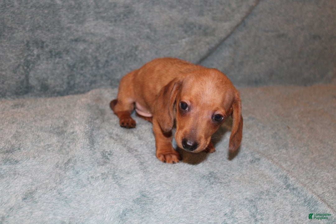 Miniature Dachshund dogs for sale: HAZEL MINI  - Ad 13