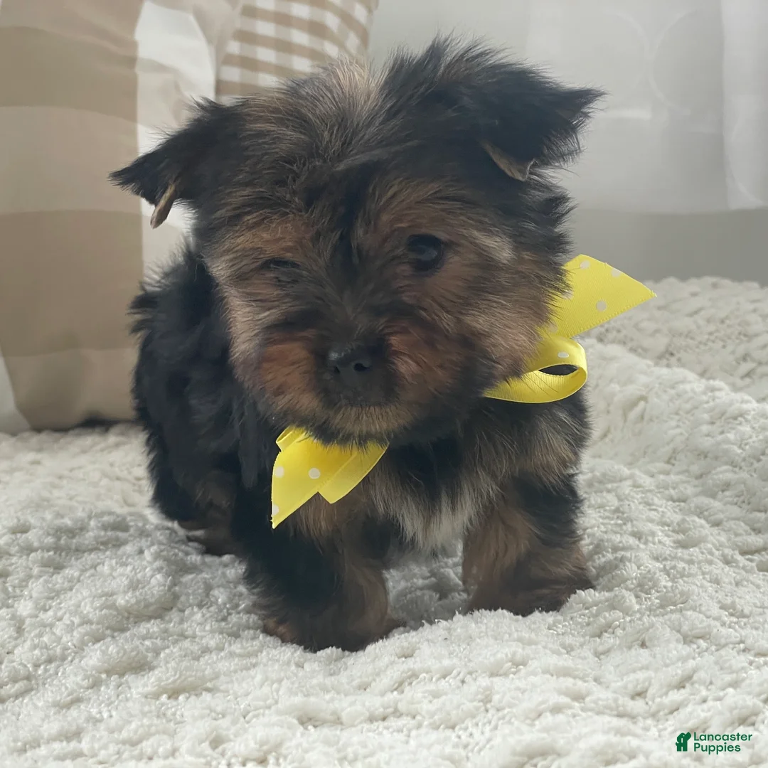 Yorkshire Terrier dogs for sale: Fluffy - Ad 7