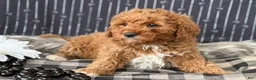 Cavapoo dogs for sale: Donovan - Ad 11