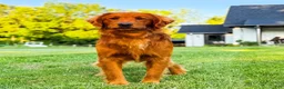 Golden Retriever dogs for sale: Maggie - Ad 8
