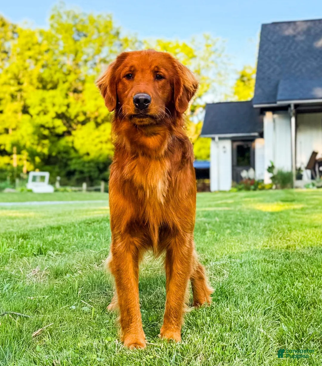 Golden Retriever dogs for sale: Maggie - Ad 8