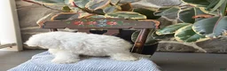 Bichon Frise dogs for sale: Jeffrey - Ad 10
