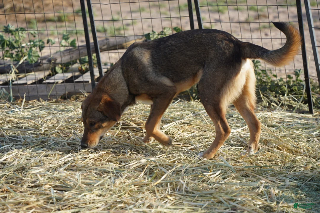 Mixed Breed dogs for sale: Dragon Tiscar Farm Dog - Ad 2