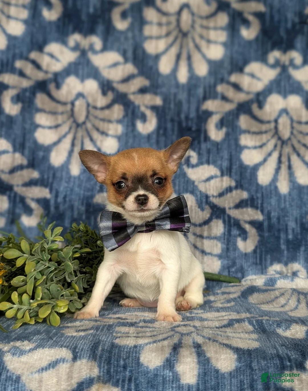 Chihuahua dogs for sale: Jeremie 6 lbs Full Grown - Ad 1
