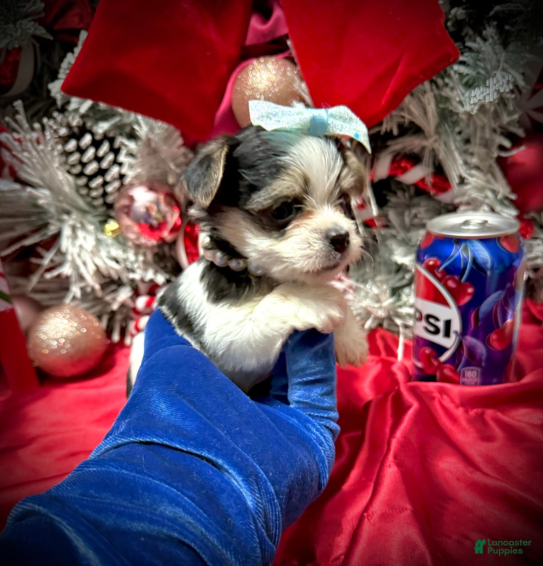 Yorkshire Terrier dogs for sale: Yakko - Ad 10