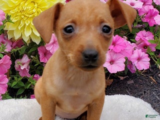 Miniature Pinscher dogs - Ad 2