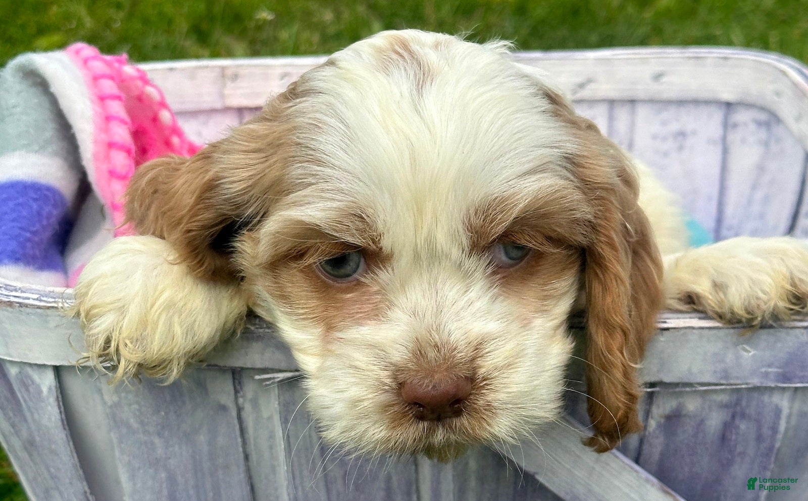 Cockapoo dogs Cockapoo Carla - Ad 19