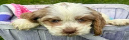 Cockapoo dogs for sale: Cockapoo Carla - Ad 1