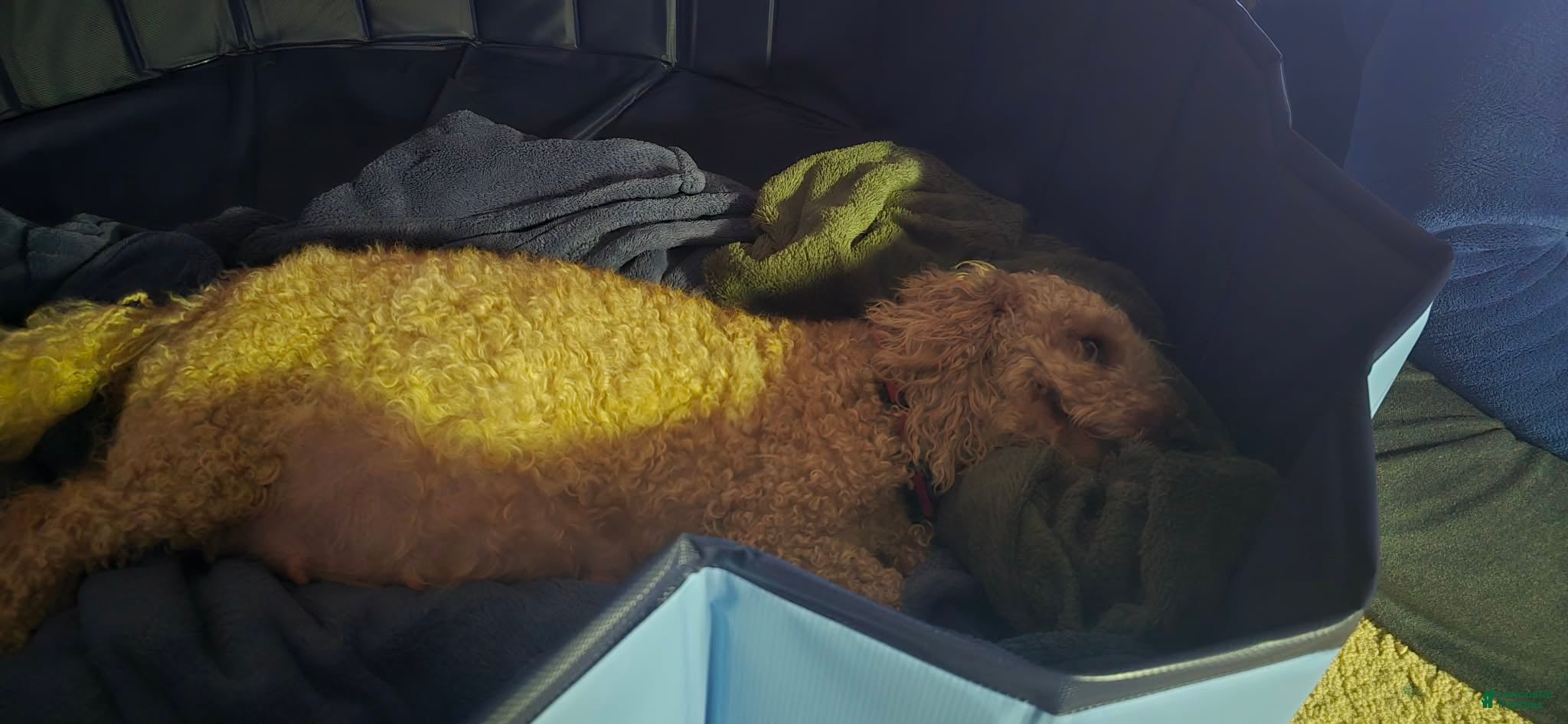 Mini Goldendoodle dogs for sale: daisy  - Ad 5