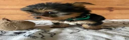 Yorkshire Terrier dogs for sale: Oliver - Ad 3