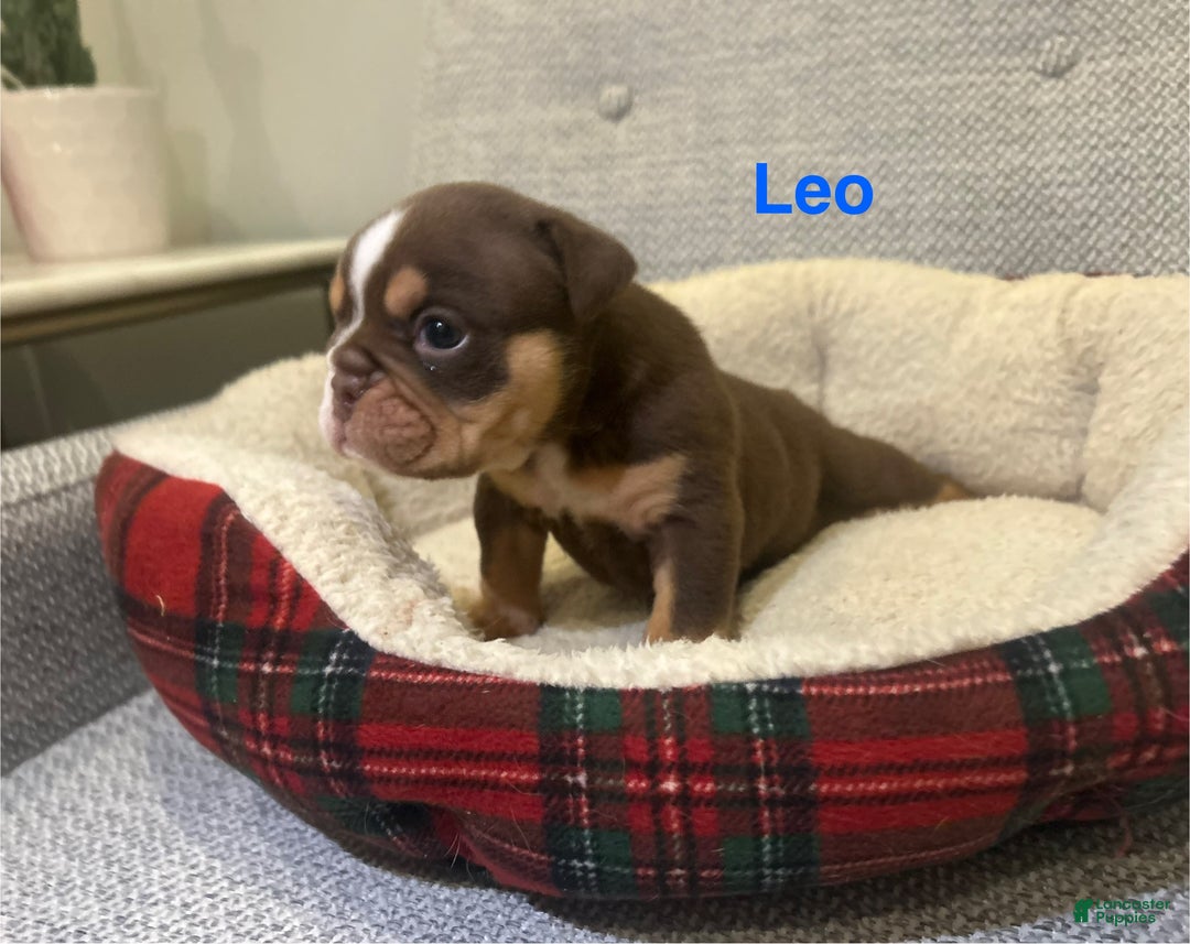 English Bulldog dogs for sale: Leo - Ad 2