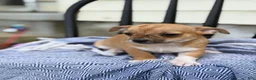 Chihuahua dogs for sale: Peter - Ad 13
