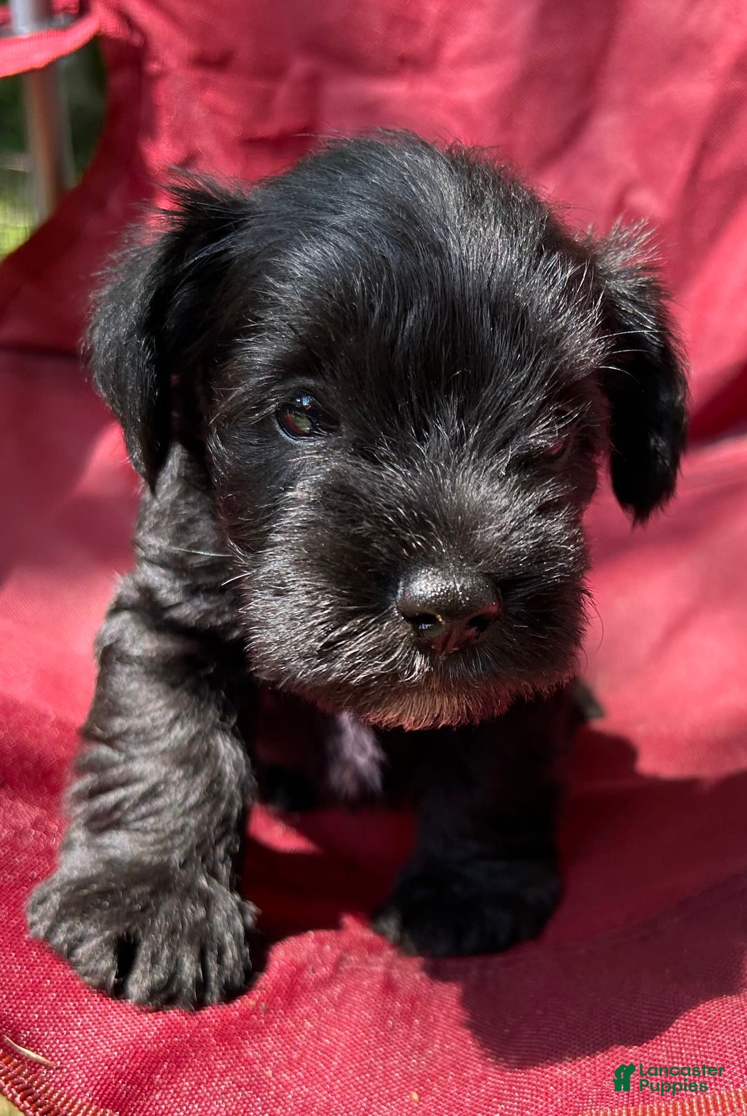 Miniature Schnauzer dogs for sale: Buddy - Ad 1