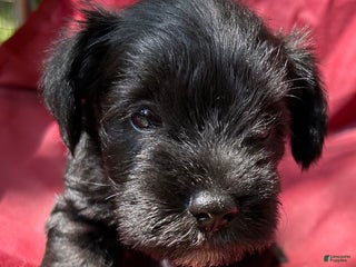 Miniature Schnauzer dogs Buddy - Ad 21