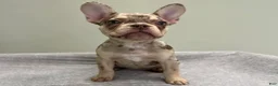 French Bulldog dogs for sale: Shelly - Ad 5