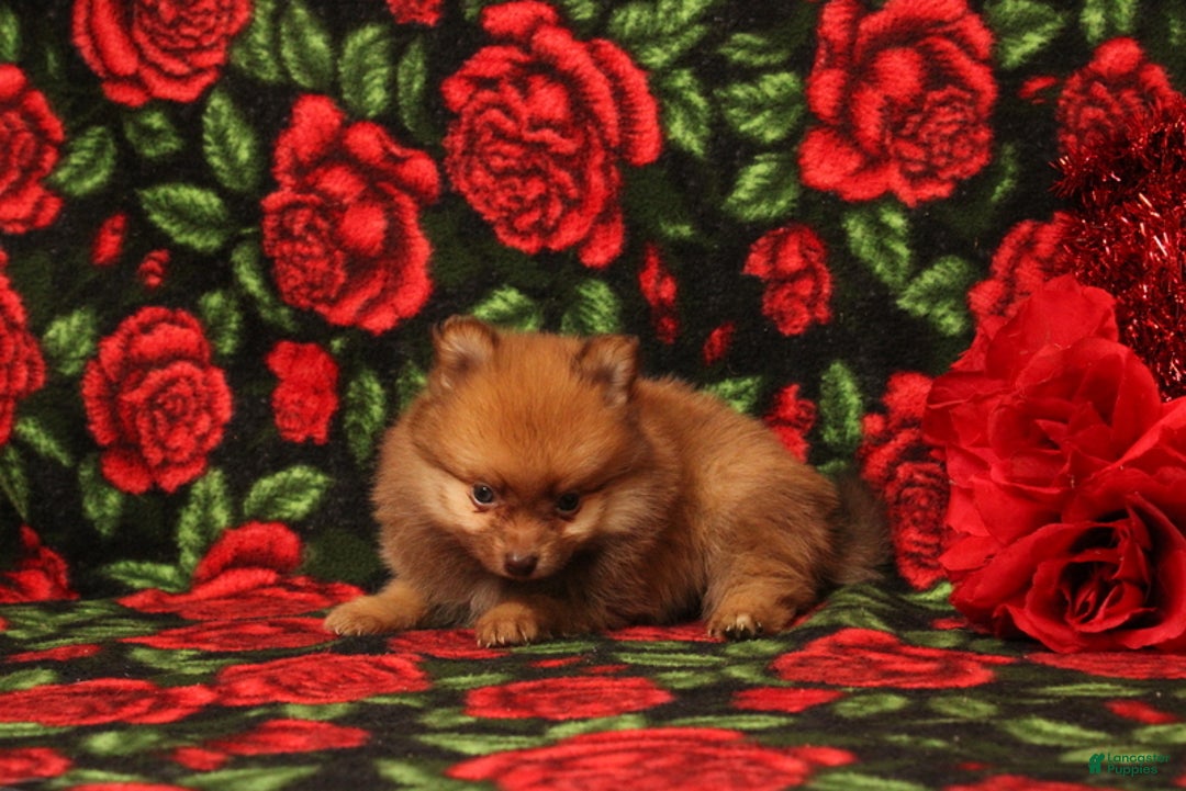 Pomeranian dogs for sale: Londyn - Ad 2