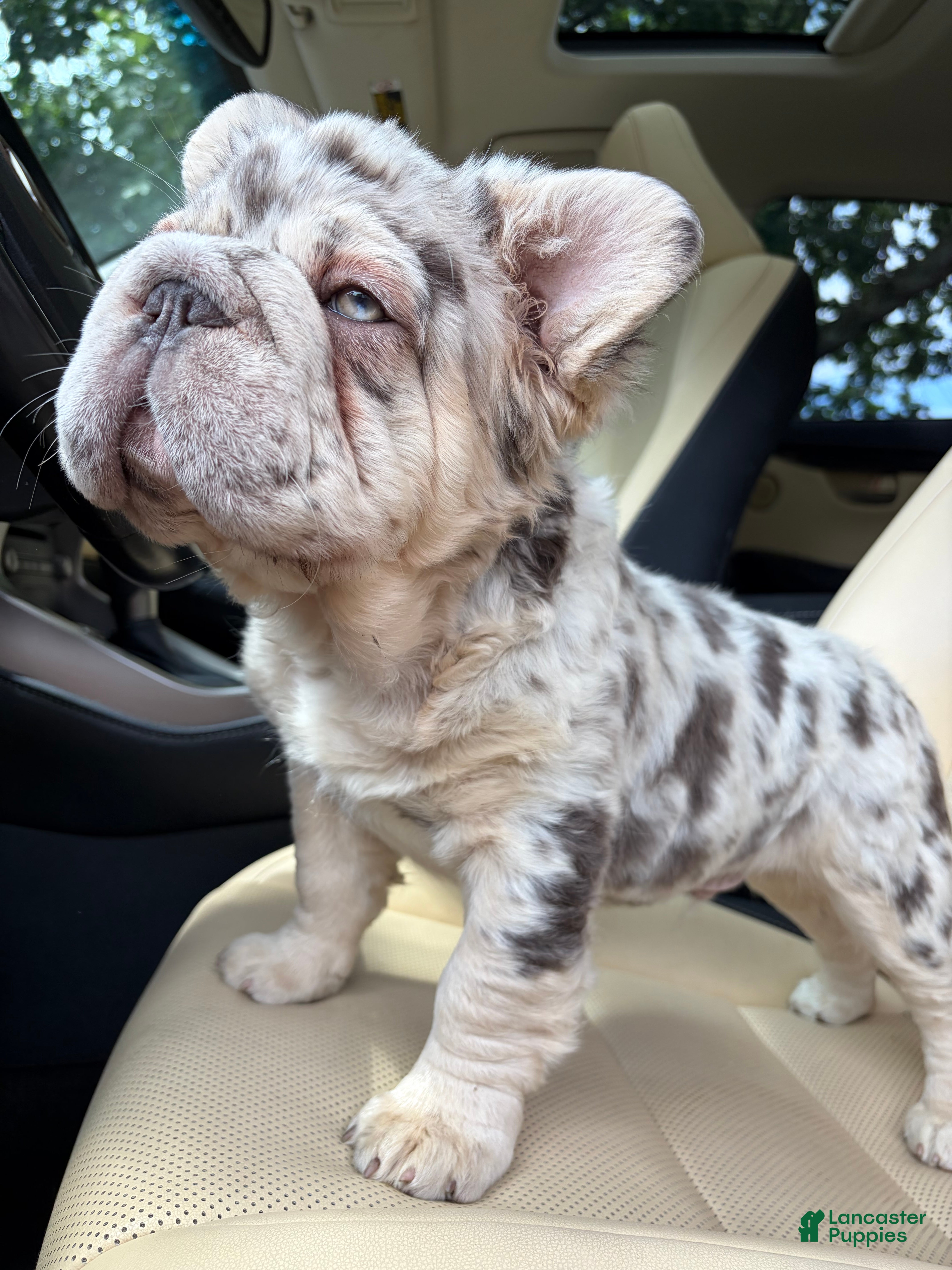 French Bulldog dogs French Bulldog 1 - Ad 2