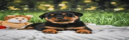 Rottweiler dogs for sale: Kai - Ad 9