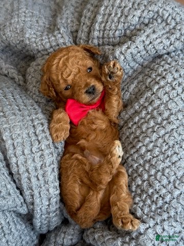 Goldendoodle dogs Red Boy - Ad 11