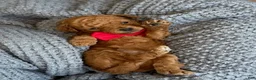 Goldendoodle dogs for sale: Red Boy - Ad 1