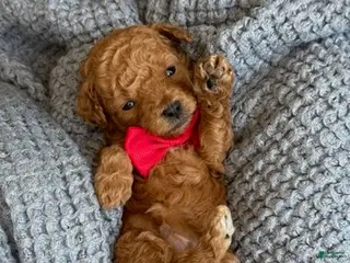 Goldendoodle dogs Red Boy - Ad 11