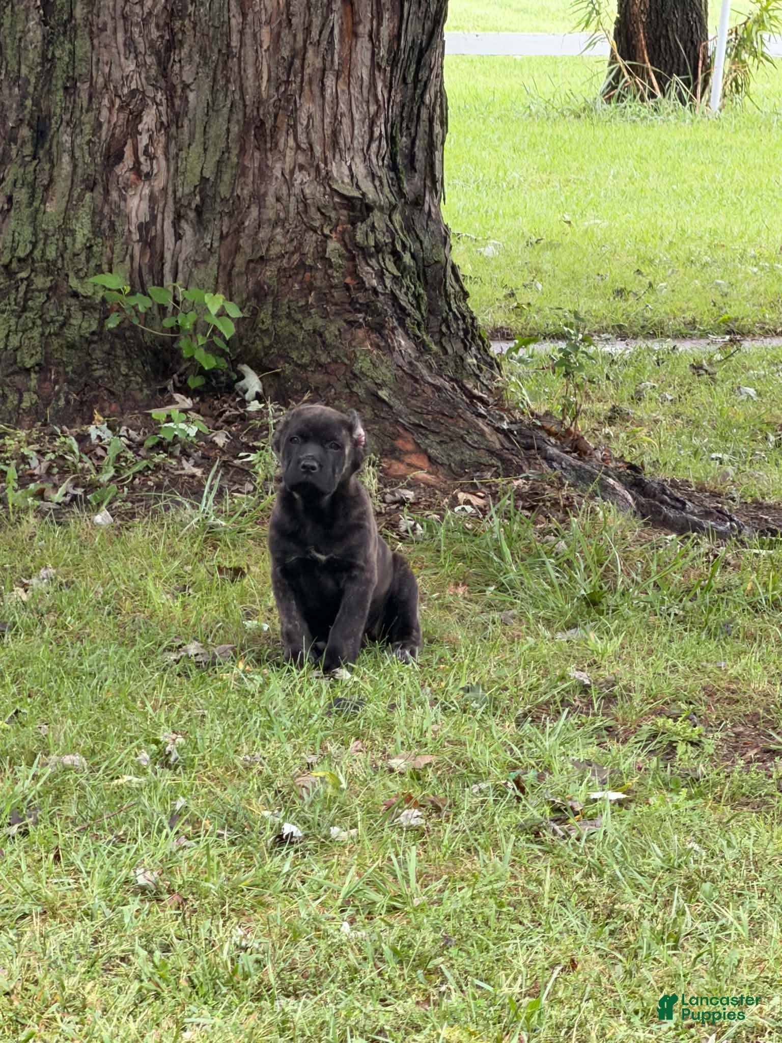 Cane Corso (Cane Corso, Female) in Warsaw, IN