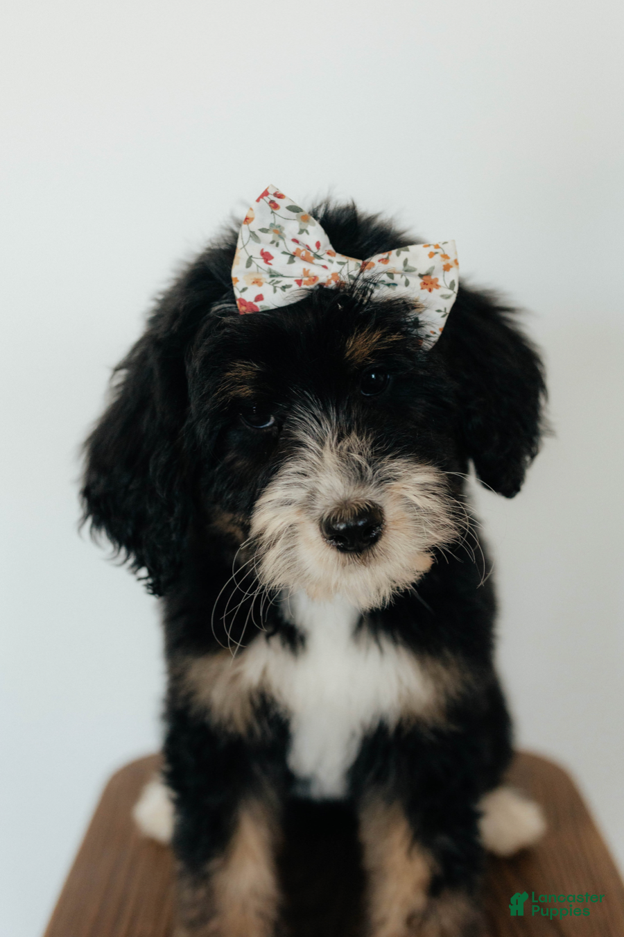 Bernedoodle dogs Medium Sized Female Bernedoodle - Aphrodite - Ad 2
